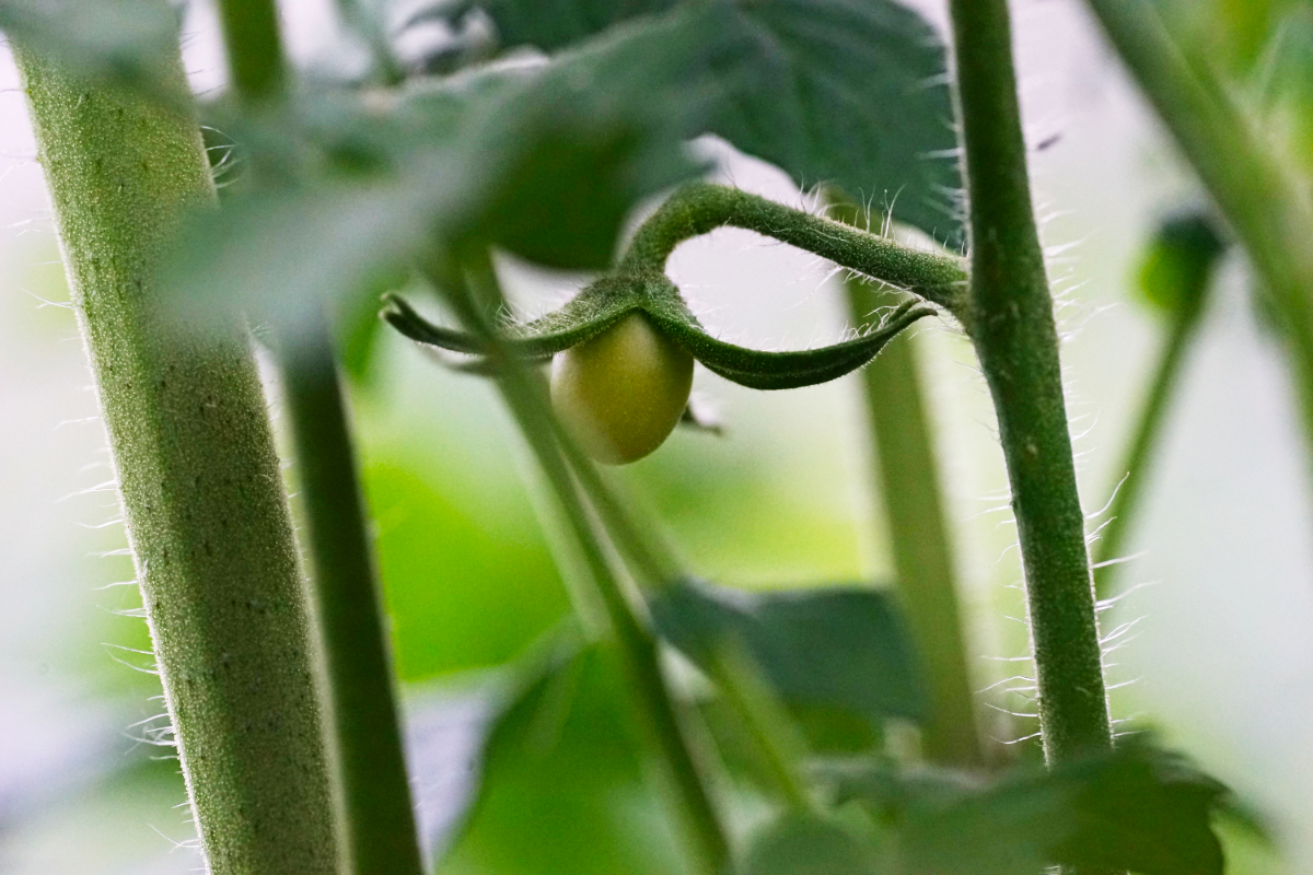 tomatenkügelchen.jpg