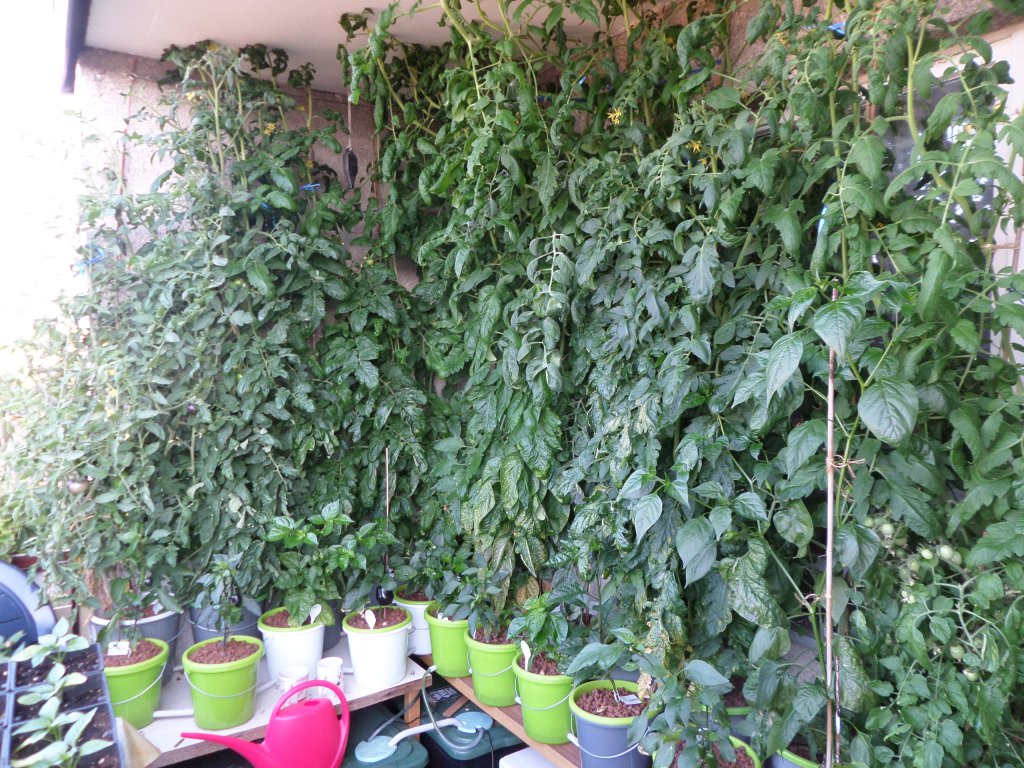 Tomatenurwald auf dem Balkon