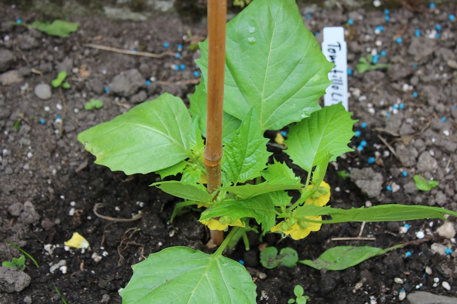 Tomatillo lila