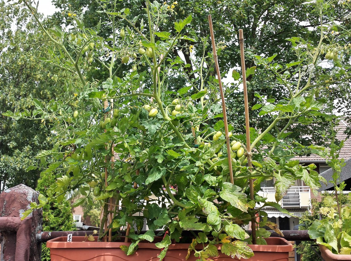 ToTy`s Cocktailtomate