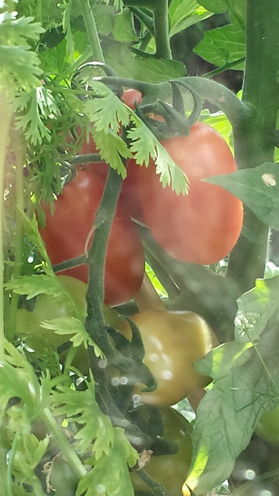 ToTys Cocktail Tomate