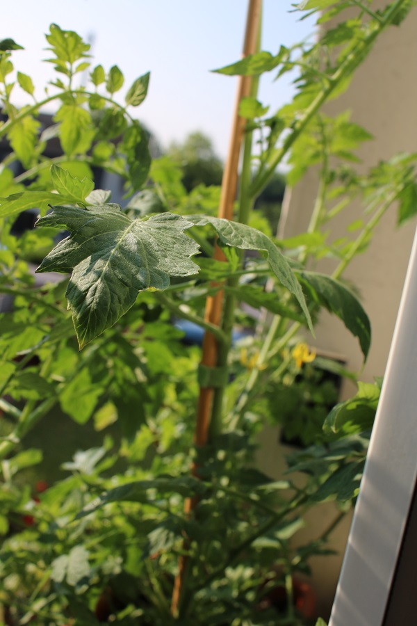 ToTys Cocktail Tomaten