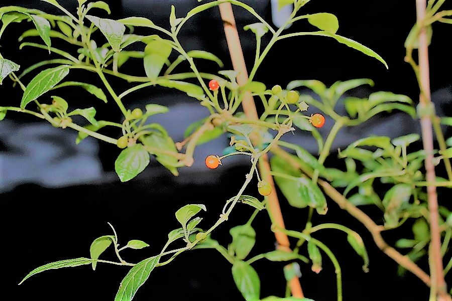 Tovari Beeren