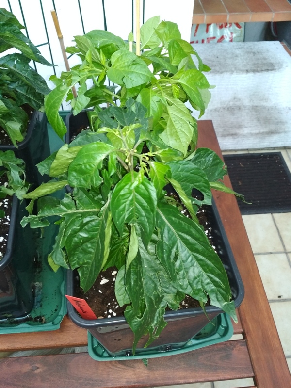 traurige Habanada
