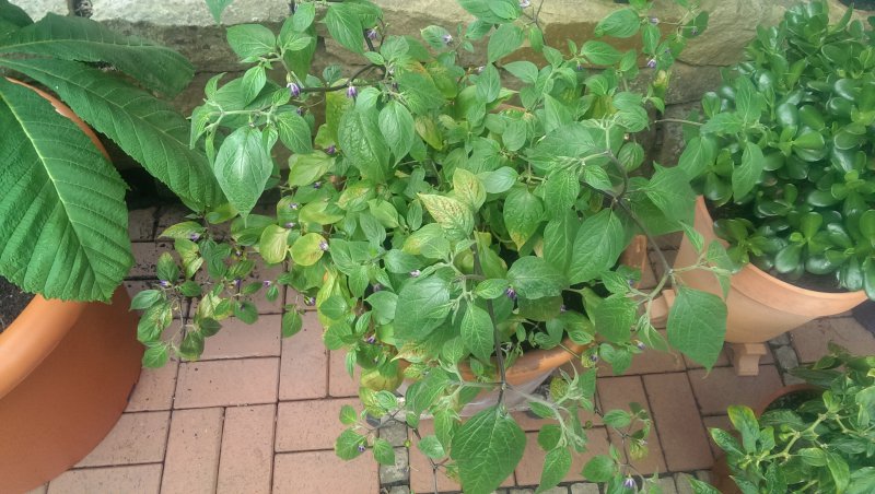 Traurige Rocoto Manzano Rojo