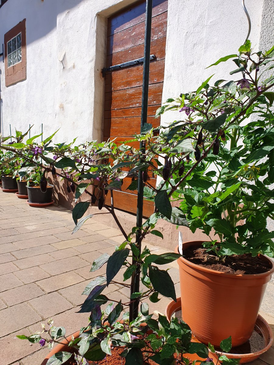Trifetti/Variegata