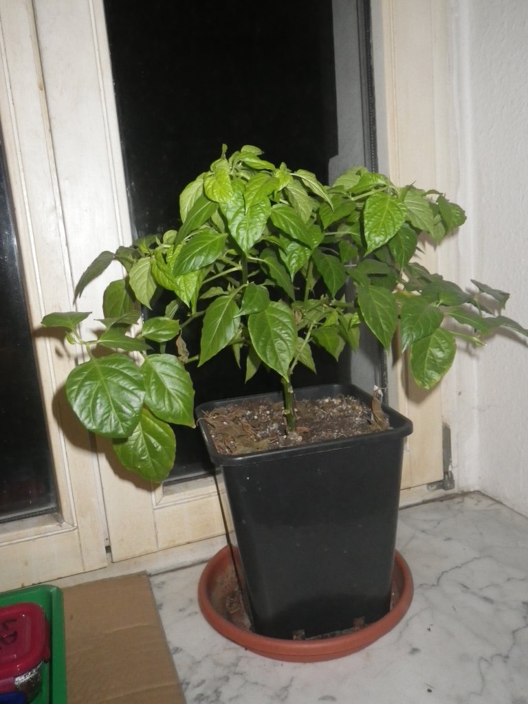 Trini ohne Blüten ´18