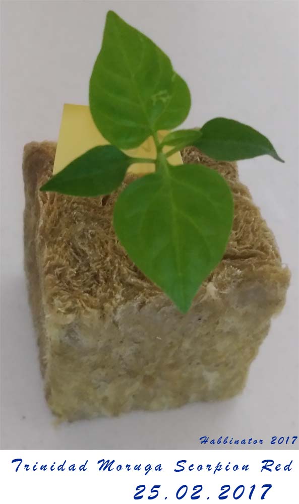Trinidad Moruga Scorpion