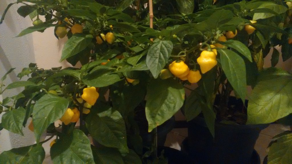 Trinidad Perfume hot