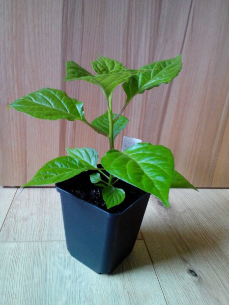 Trinidad Perfume Seite