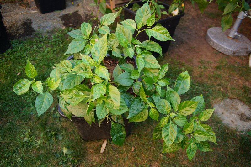 Trinidad Perfume