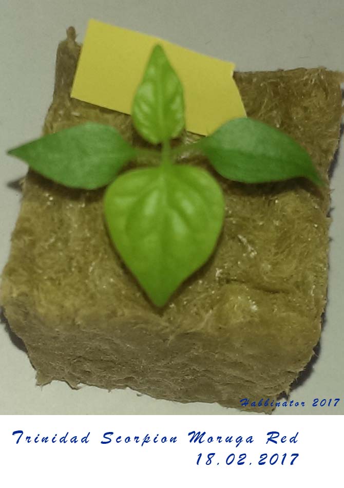 Trinidad Scorpion Moruga Red
