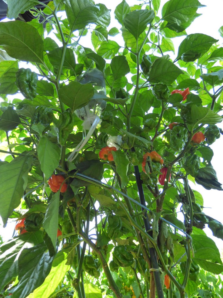 Trinidad Scorpion Red