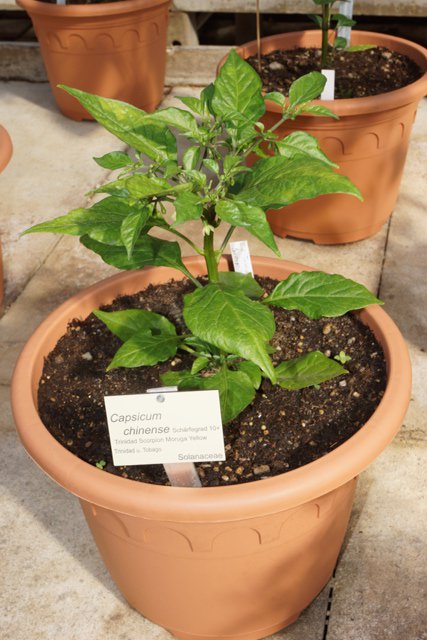 Trinidad_Scorpion_Moruga_Yellow.JPG