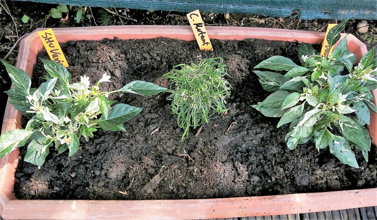 Trio mit Variagated und Mutant