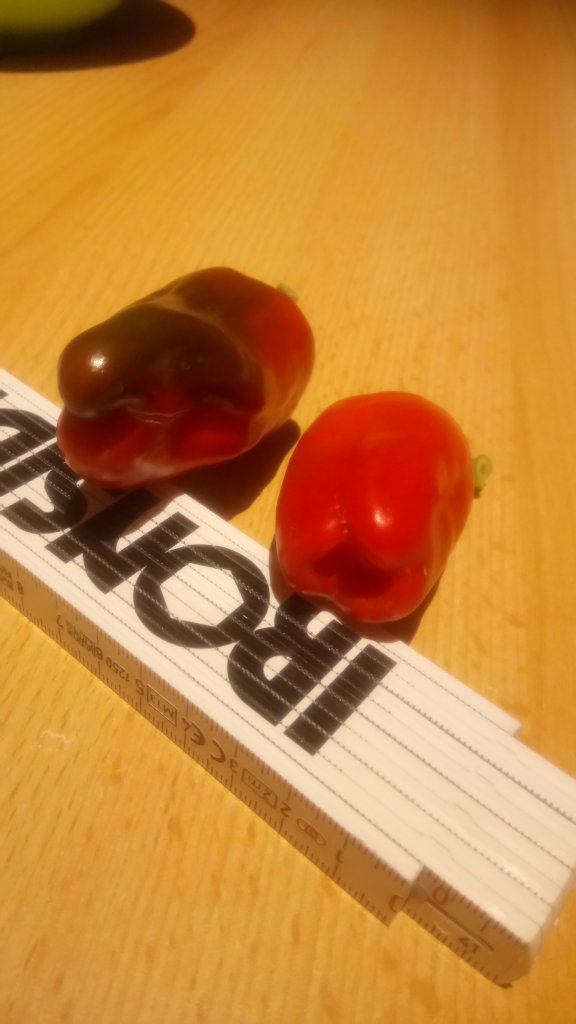 Türkischer Gewürzpaprika