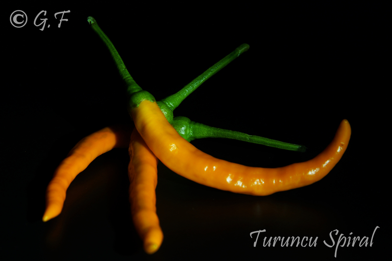 Turuncu Spiral
