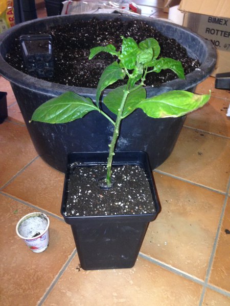 Umtopfen5,8L_YoghurtHabanero_b