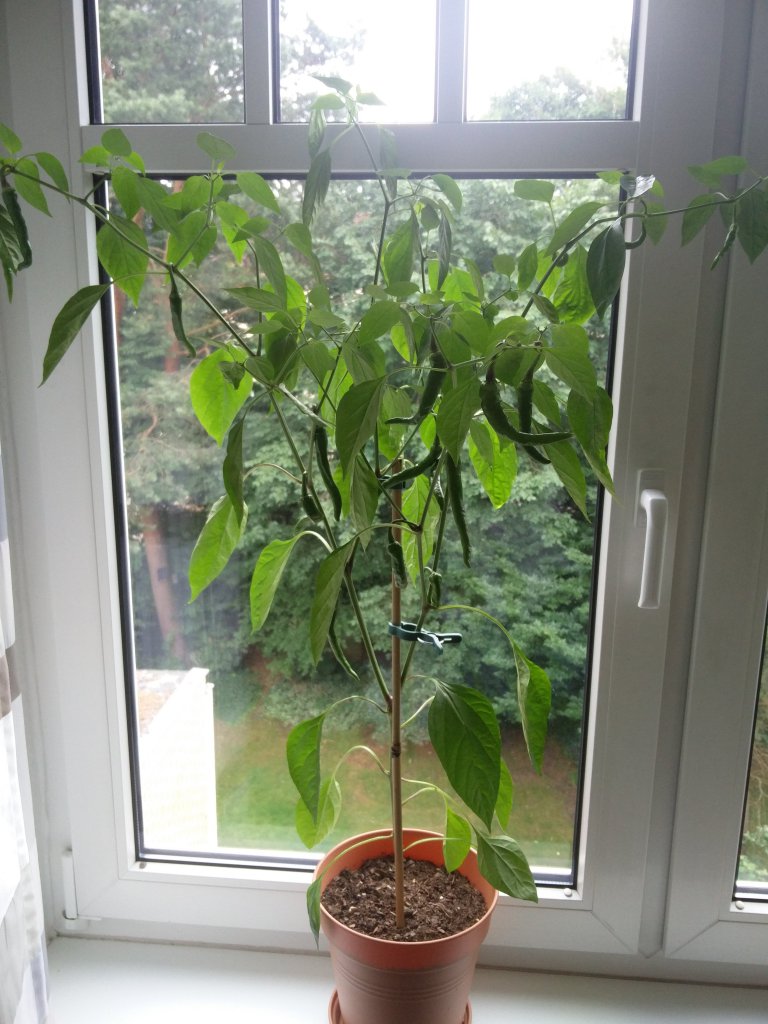 Unbeschnittenen Cayenne 25.06.2018