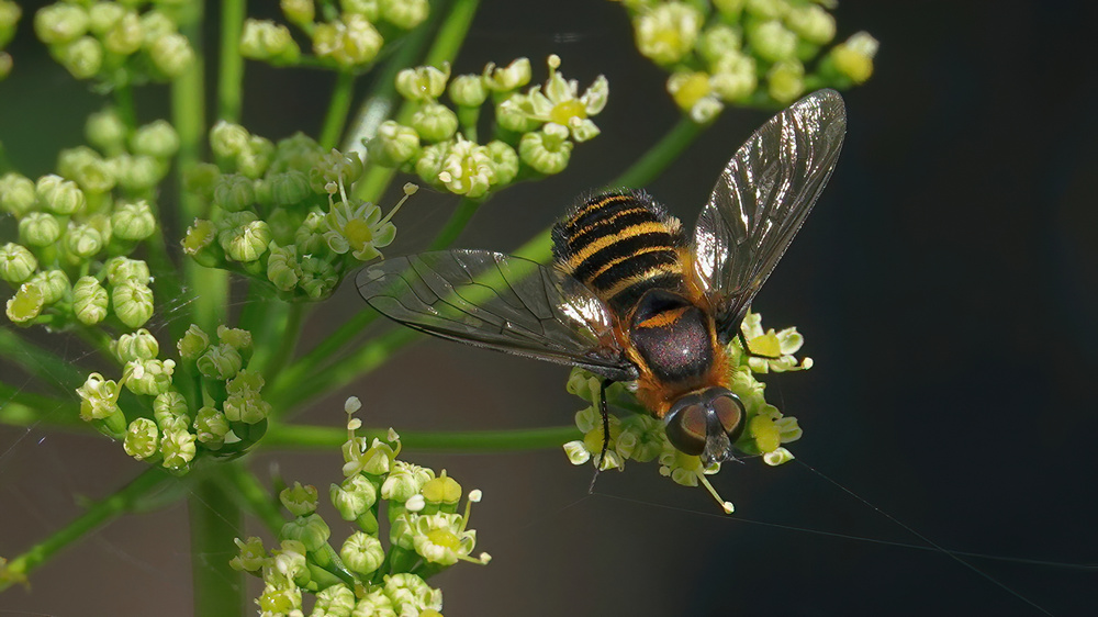 Villa bee fly