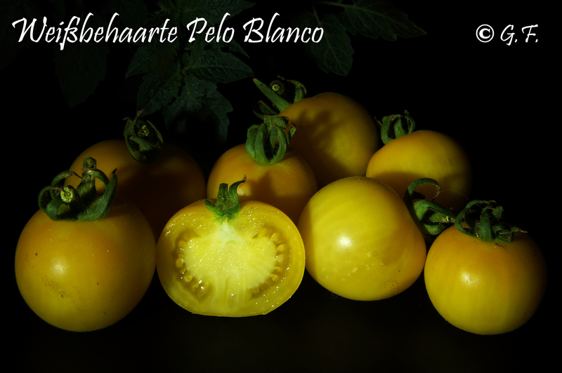 Weißbehaarte Pelo Blanco 1