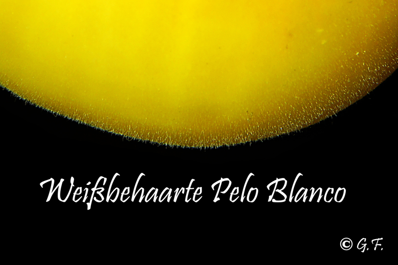Weißbehaarte Pelo Blanco 2