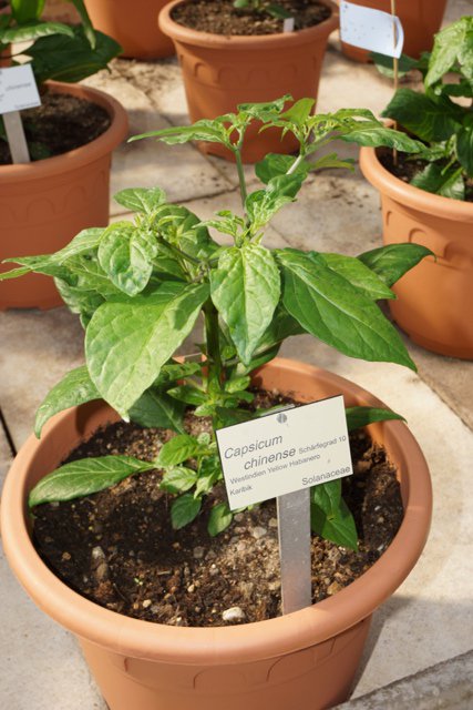 Westindian_Yellow_Habanero.JPG