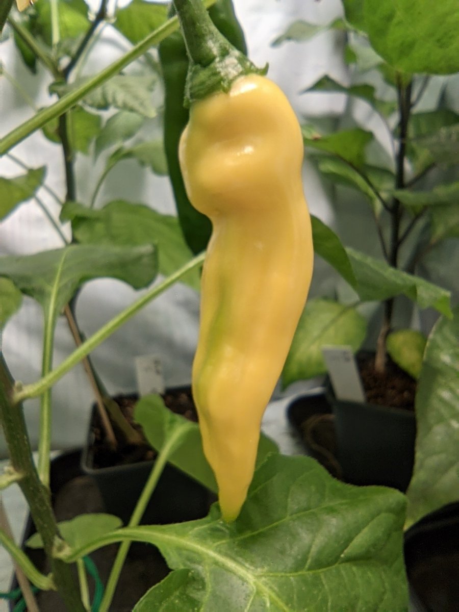 WF X LD F2_P3_PXL_20220225_163032951.jpg