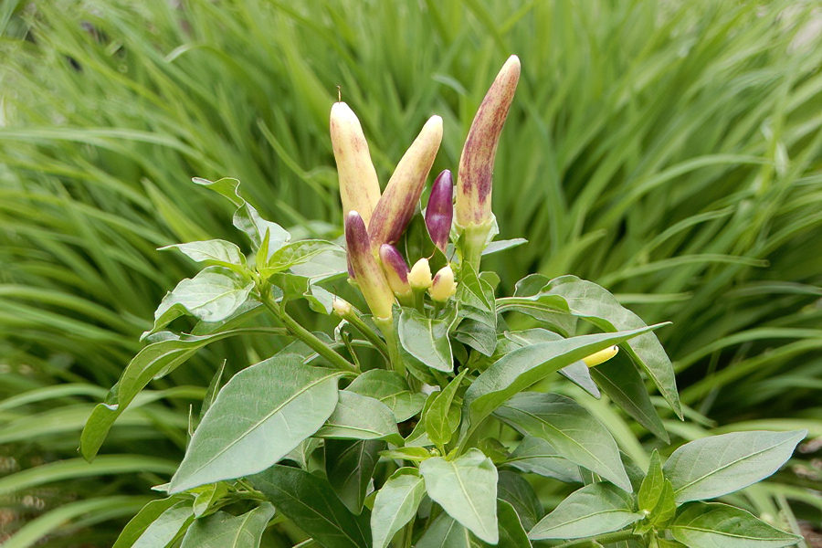 White Thai
