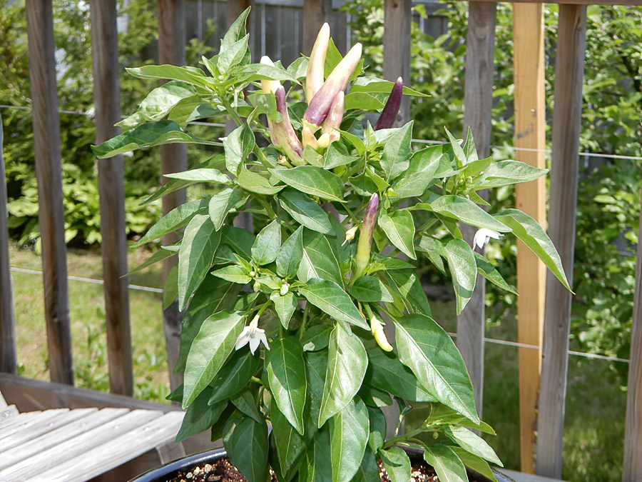 White Thai