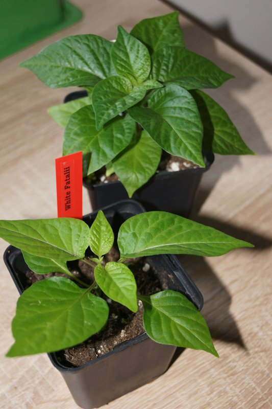 White_Fatalii_Seite