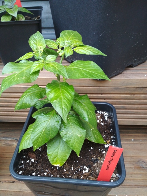 White_Tiger_UV_1.jpg