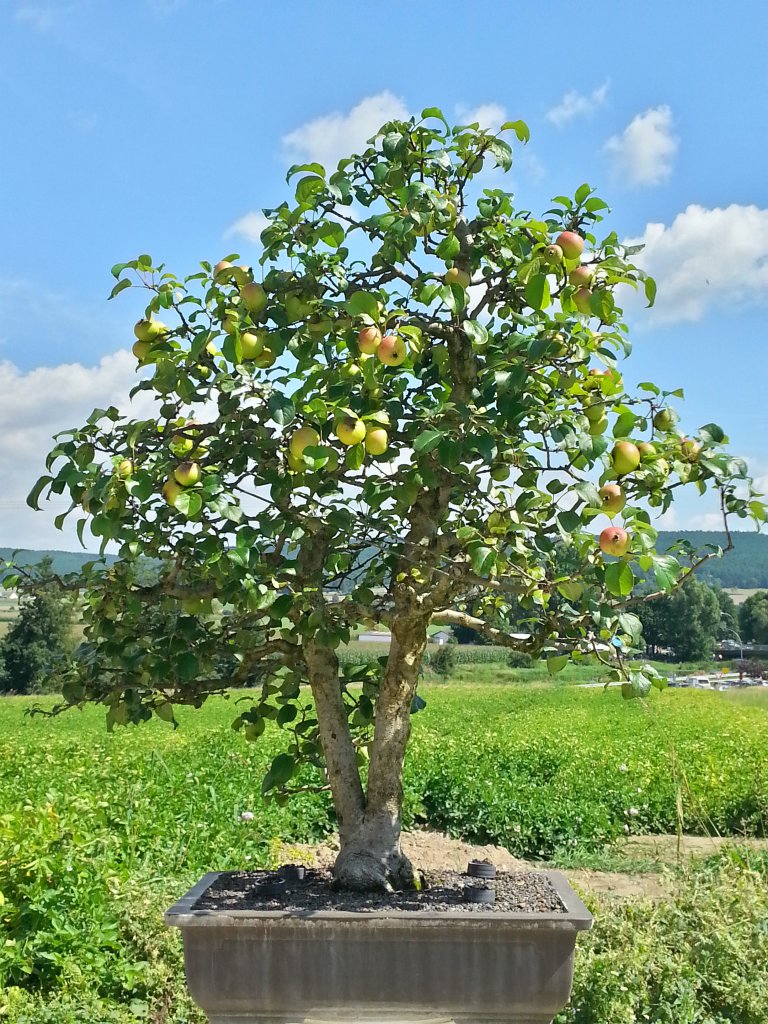 Wildapfel