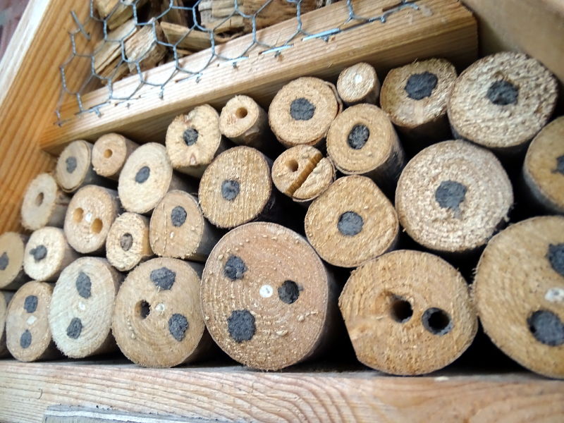 Wildbienen_Insektenhotel