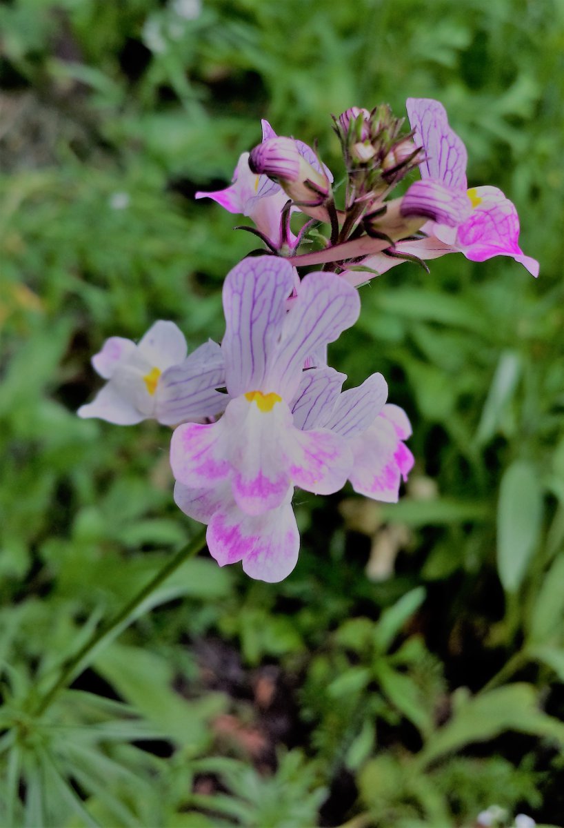 Wildorchideen