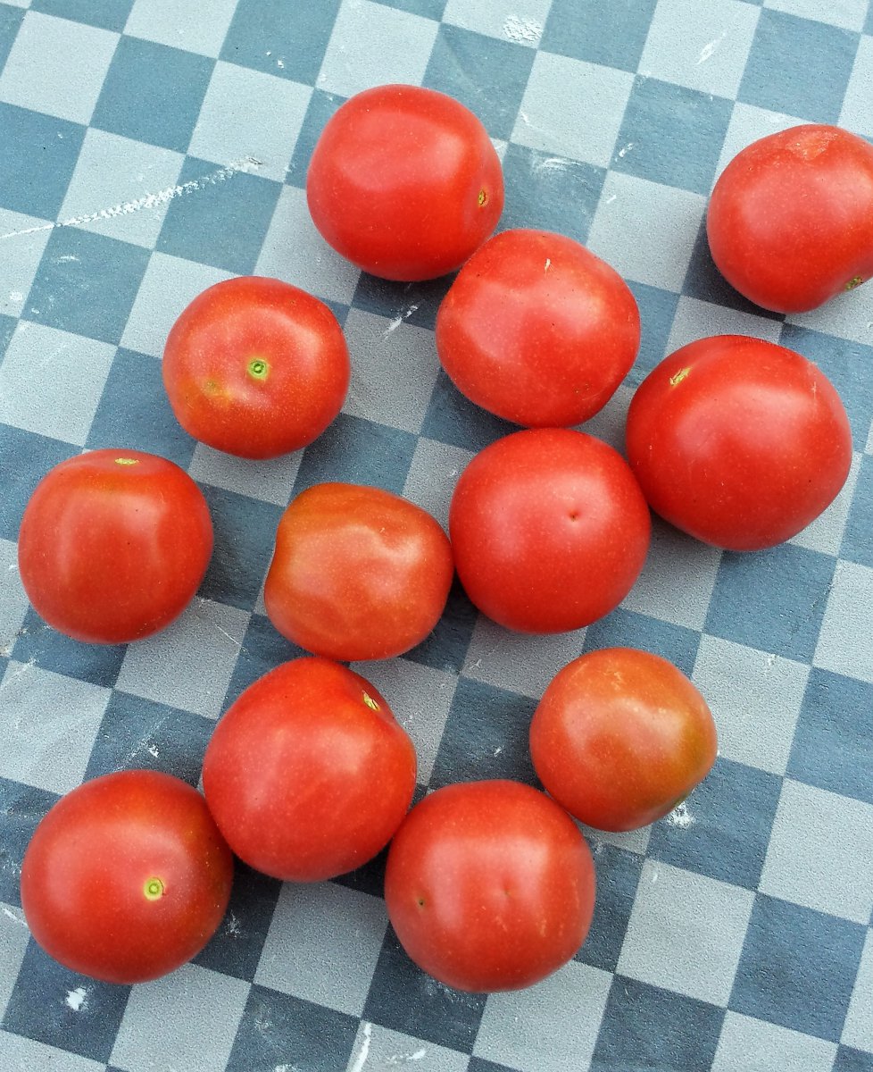 Wildtomate Humbolti