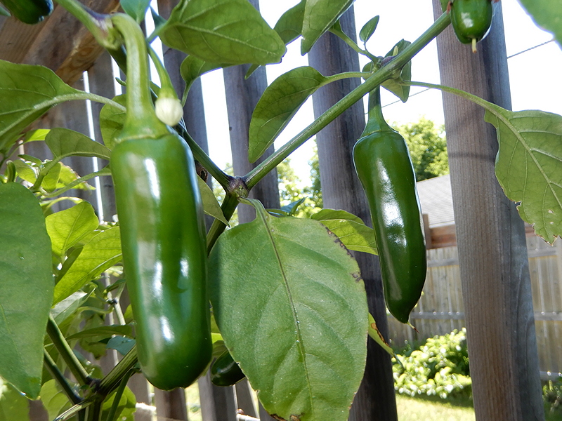 Yellow Jalapeno