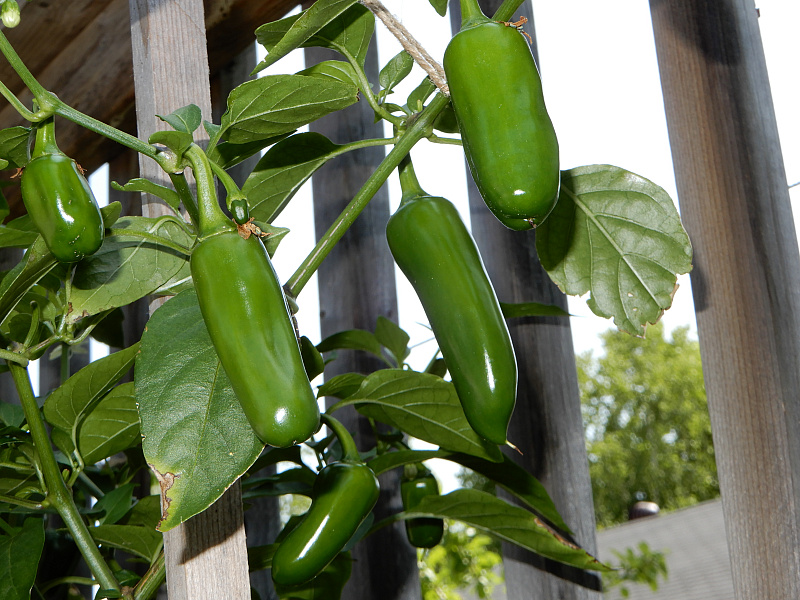 Yellow Jalapeno