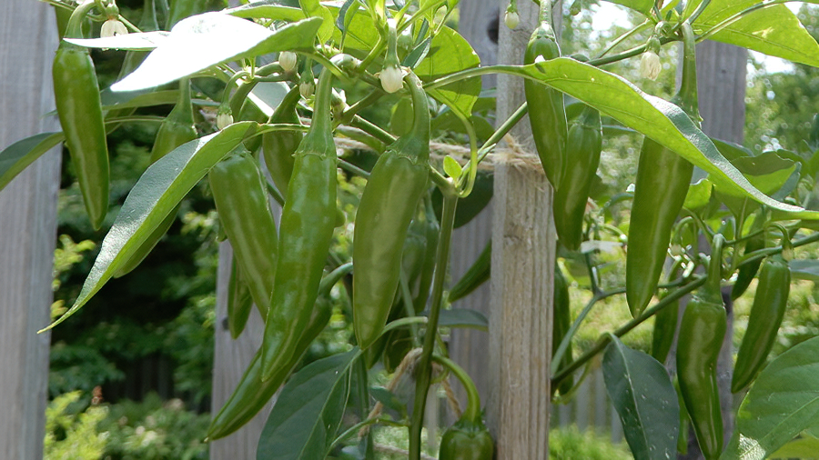 Yellow Jalapeno