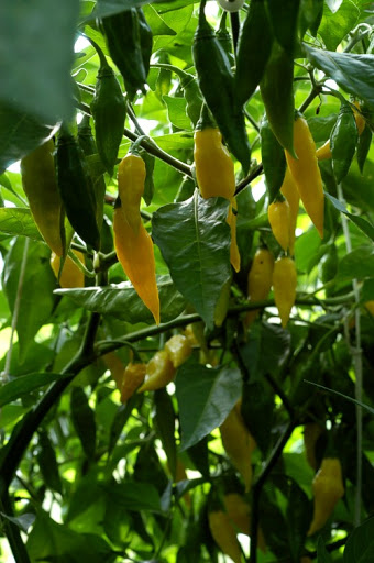 Yellow pointed habanero