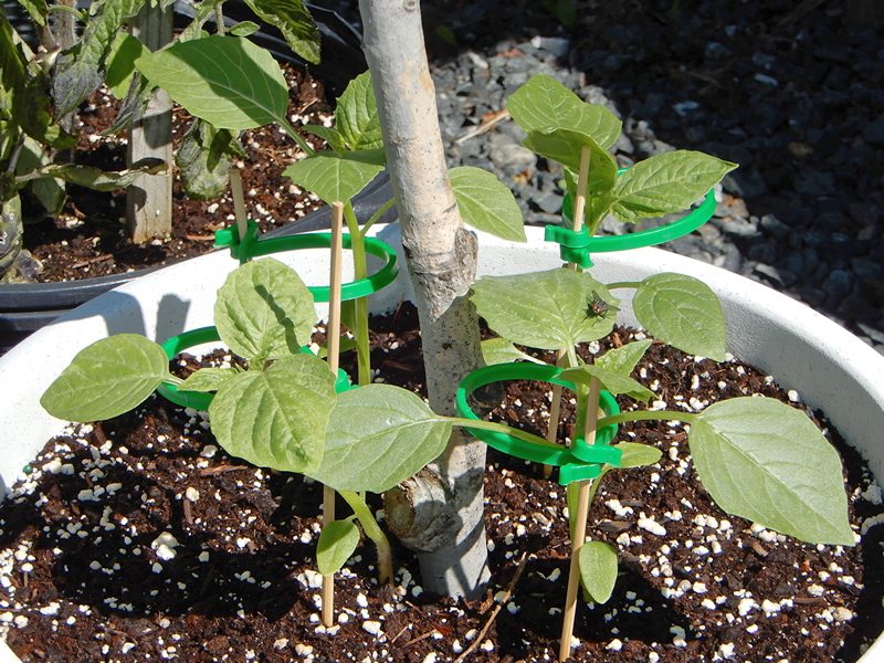 Yellow Tomatillo