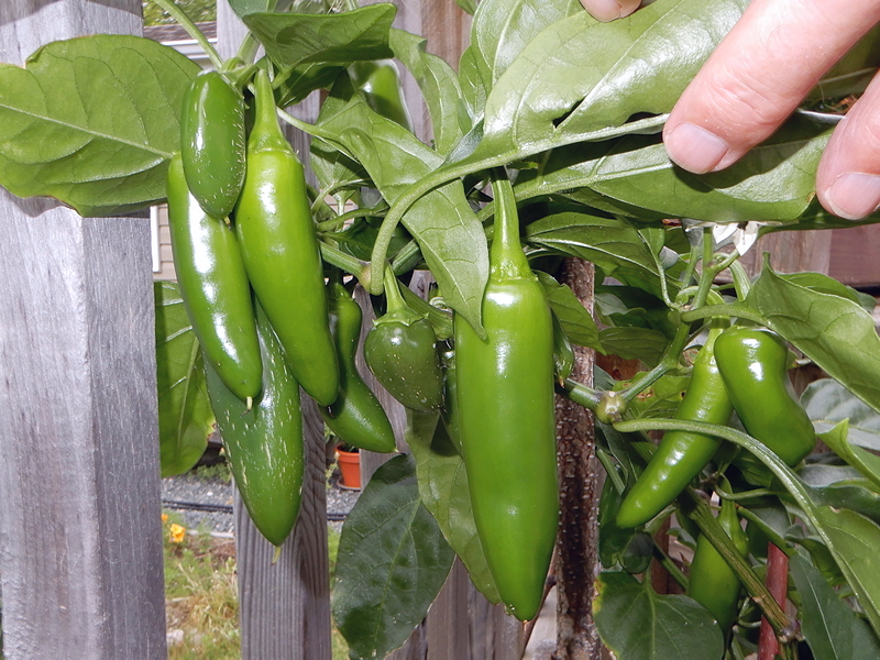 YellowJalapeno