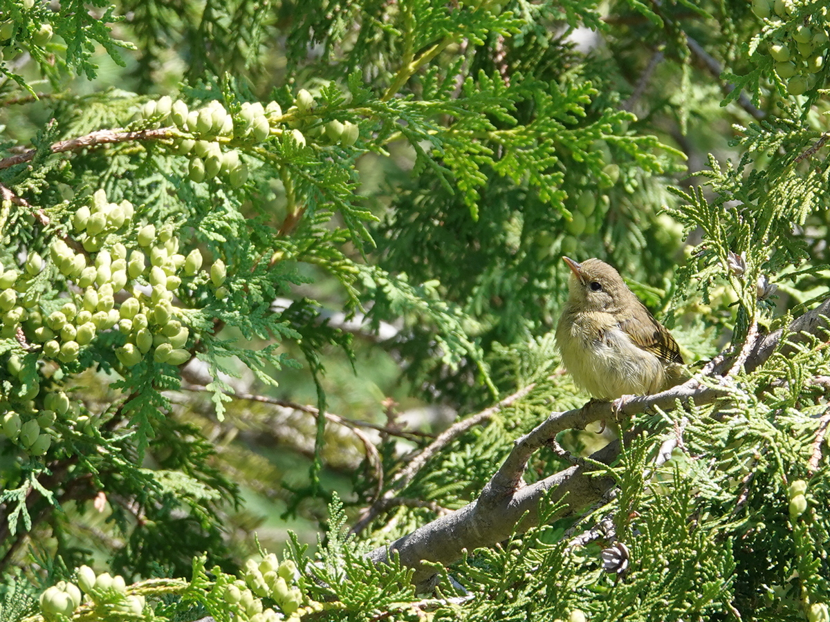 Yellowthroat