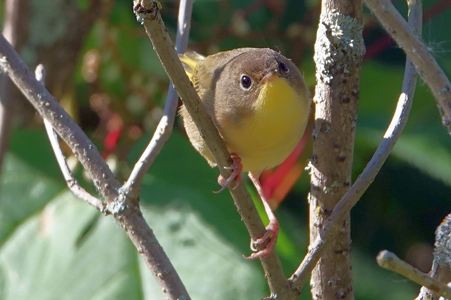 Yellowthroat