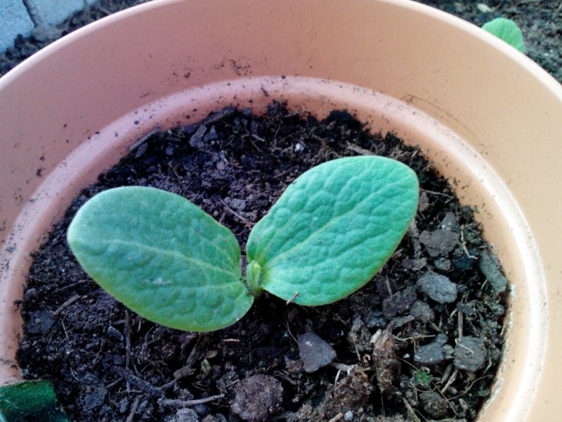 Zucchini 15.04.16