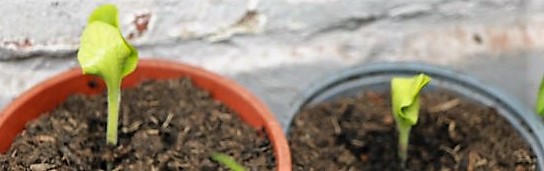 Zucchini Black Beauty
