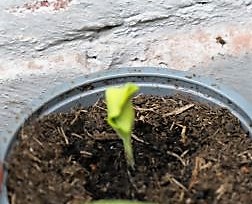 Zucchini Black Beauty