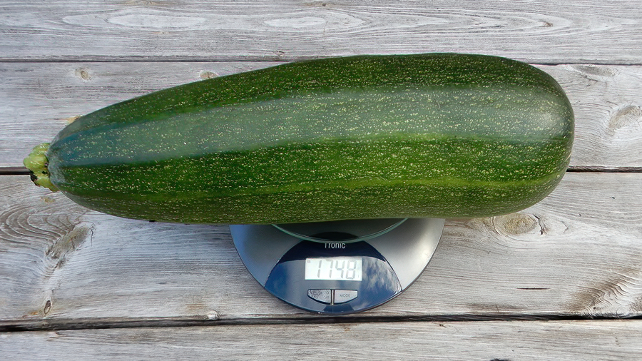 Zucchini