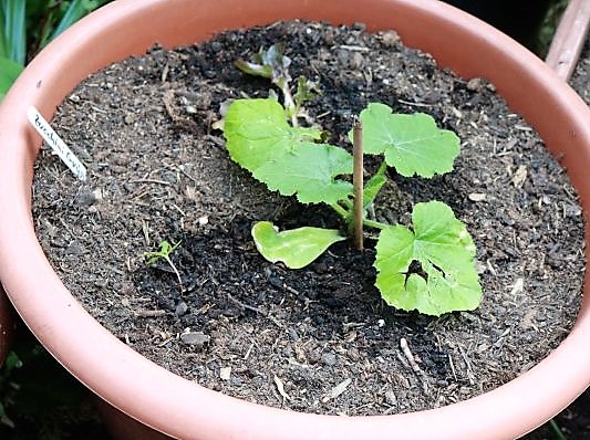 Zucchini
