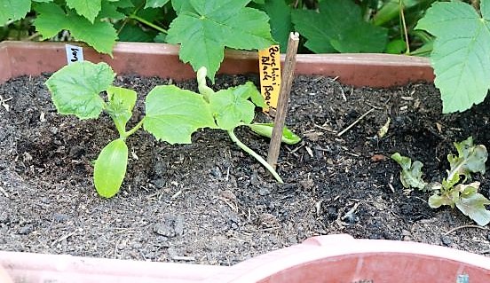 Zucchini